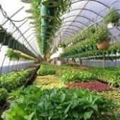 Plant Nurseries